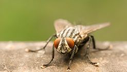 désinsectisation mouche domestique