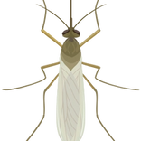 muggenoverlast bestrijden