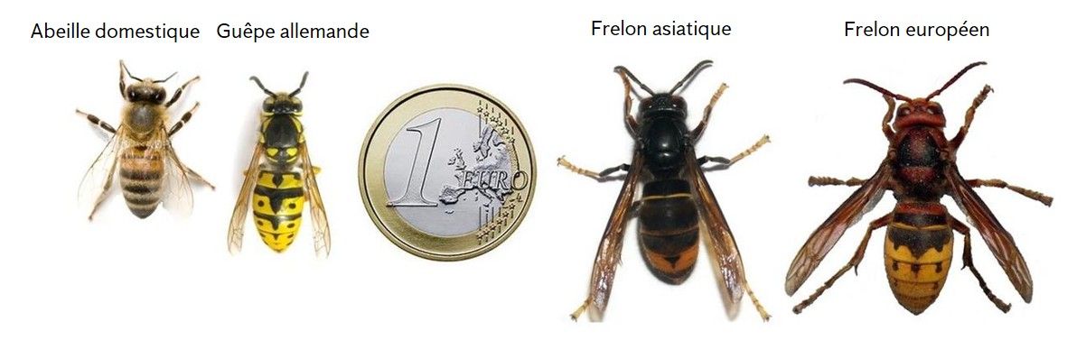 Size comparison of a honey bee, German wasp, 1 euro coin, Asian hornet, and European hornet.