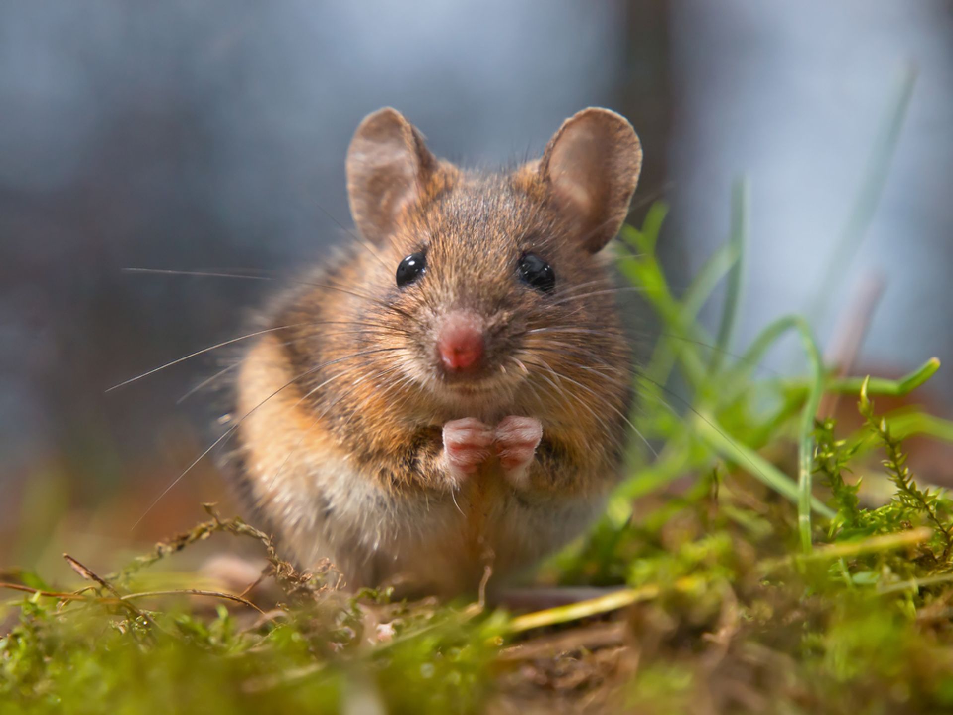 Sortes de souris Souris domestique Sortes de souris Souris domestique