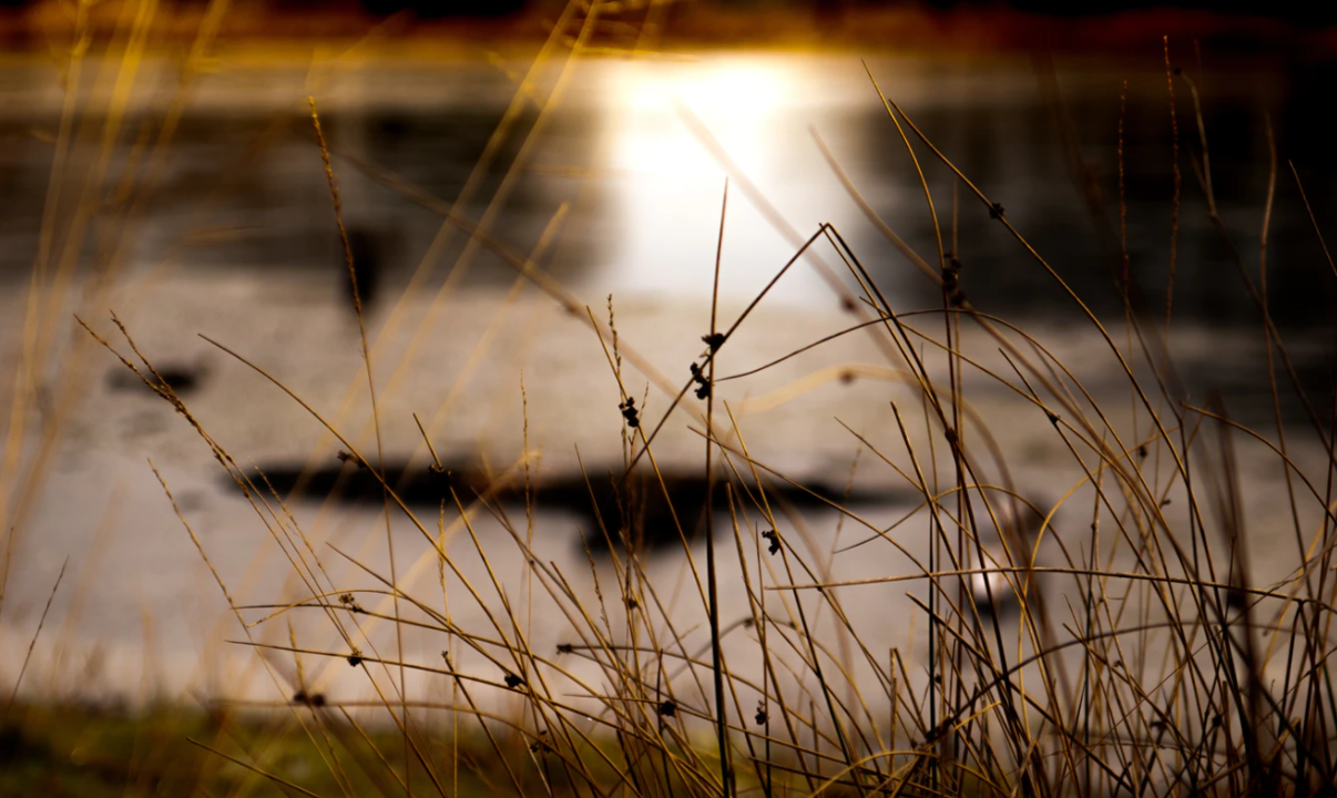 ongediertebestrijding aarlen