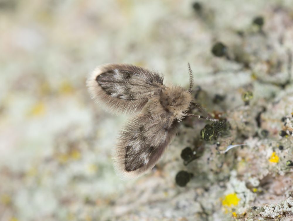 se débarrasser des psychodidae