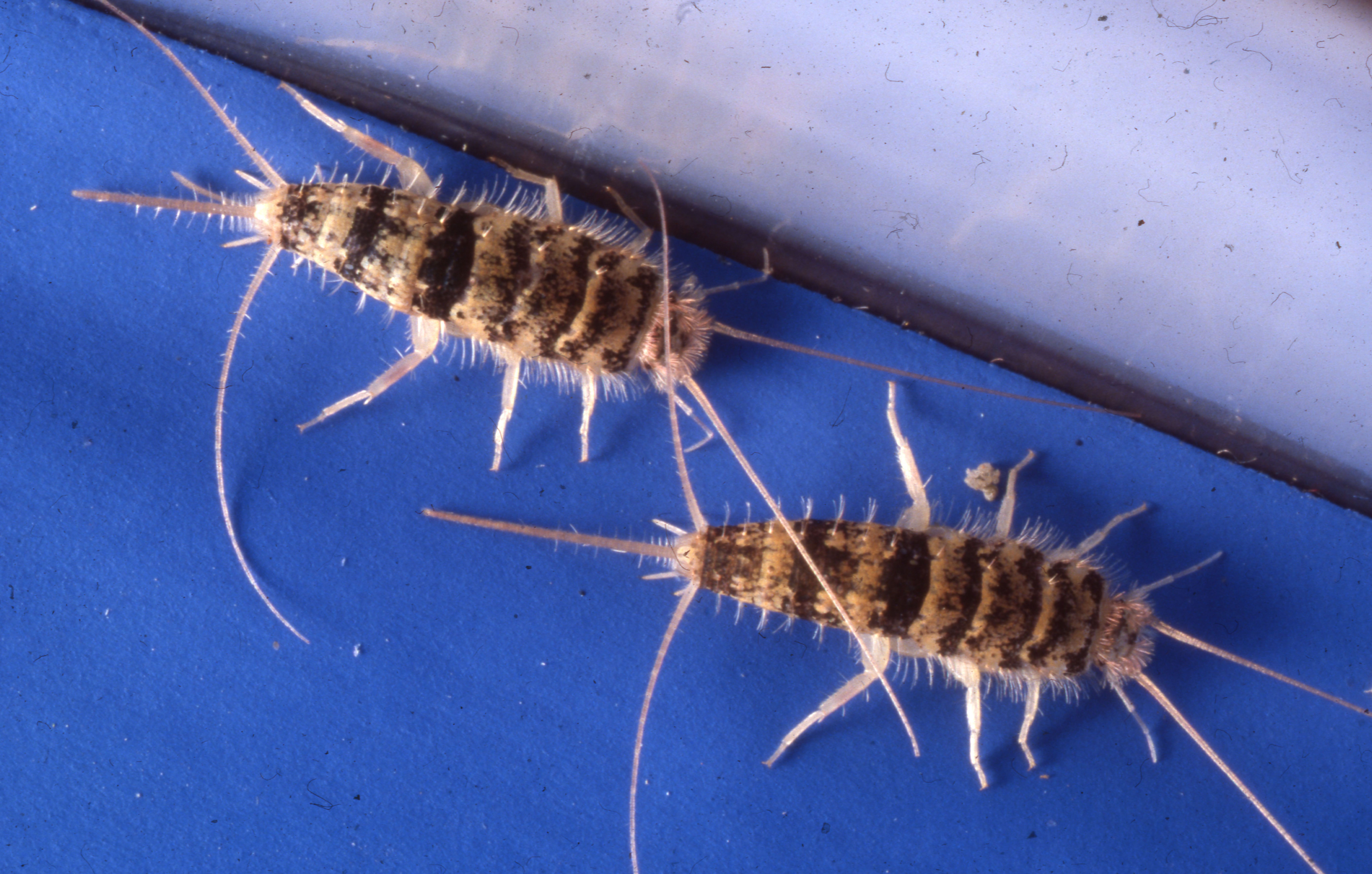 désinsectisation thermobies