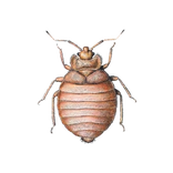 bedwantsen herkennen