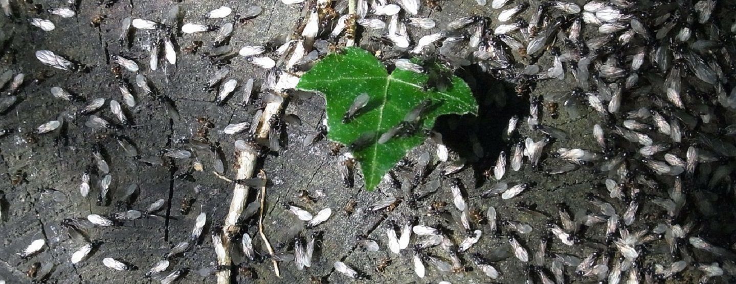 se débarrasser des fourmis volants