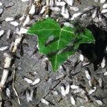 se débarrasser des fourmis volants