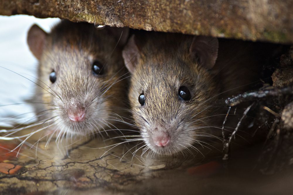 Aan boord Bereid Geavanceerd Risico's van een rattenplaag - Anticimex