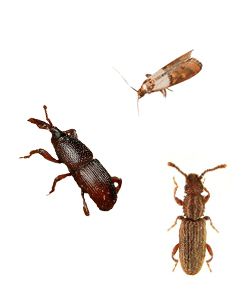 voorraadinsecten bestrijden