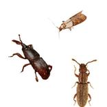 voorraadinsecten bestrijden