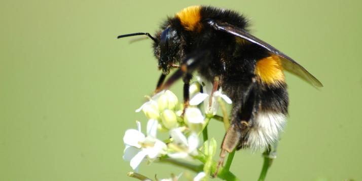 A fluffy black and yellow bumblebee with a white tail rests on small white flowers against a green background.