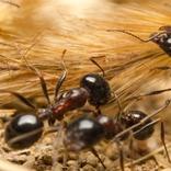Reconnaître une colonie de fourmis
