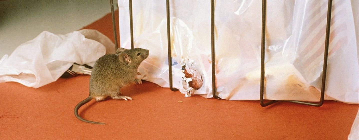 schade knaagdieren verzekering