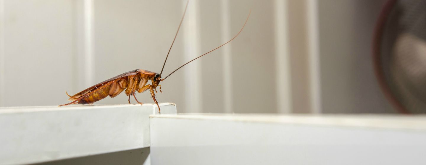 désinsectisation et prévention d'insectes