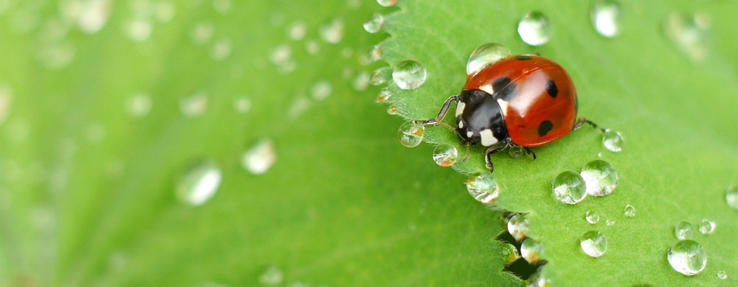 Nuisibles Se d barrasser des coccinelles Anticimex