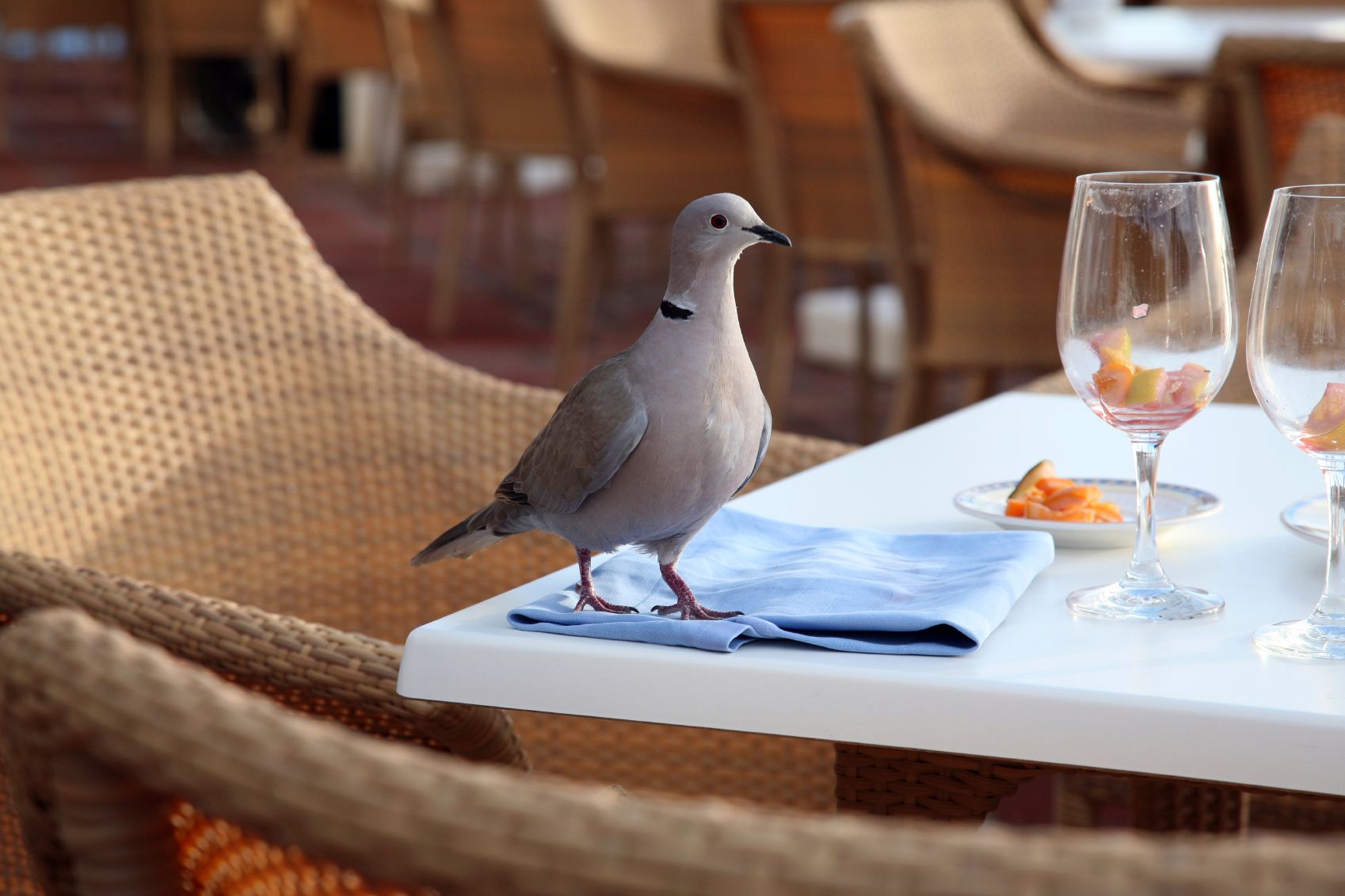 vogelwering plaatsen tegen overlast