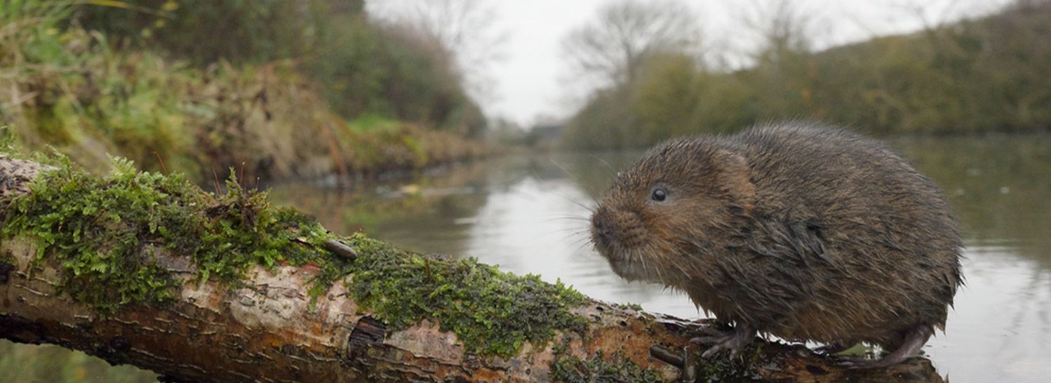 se débarrasser des rat taupiers