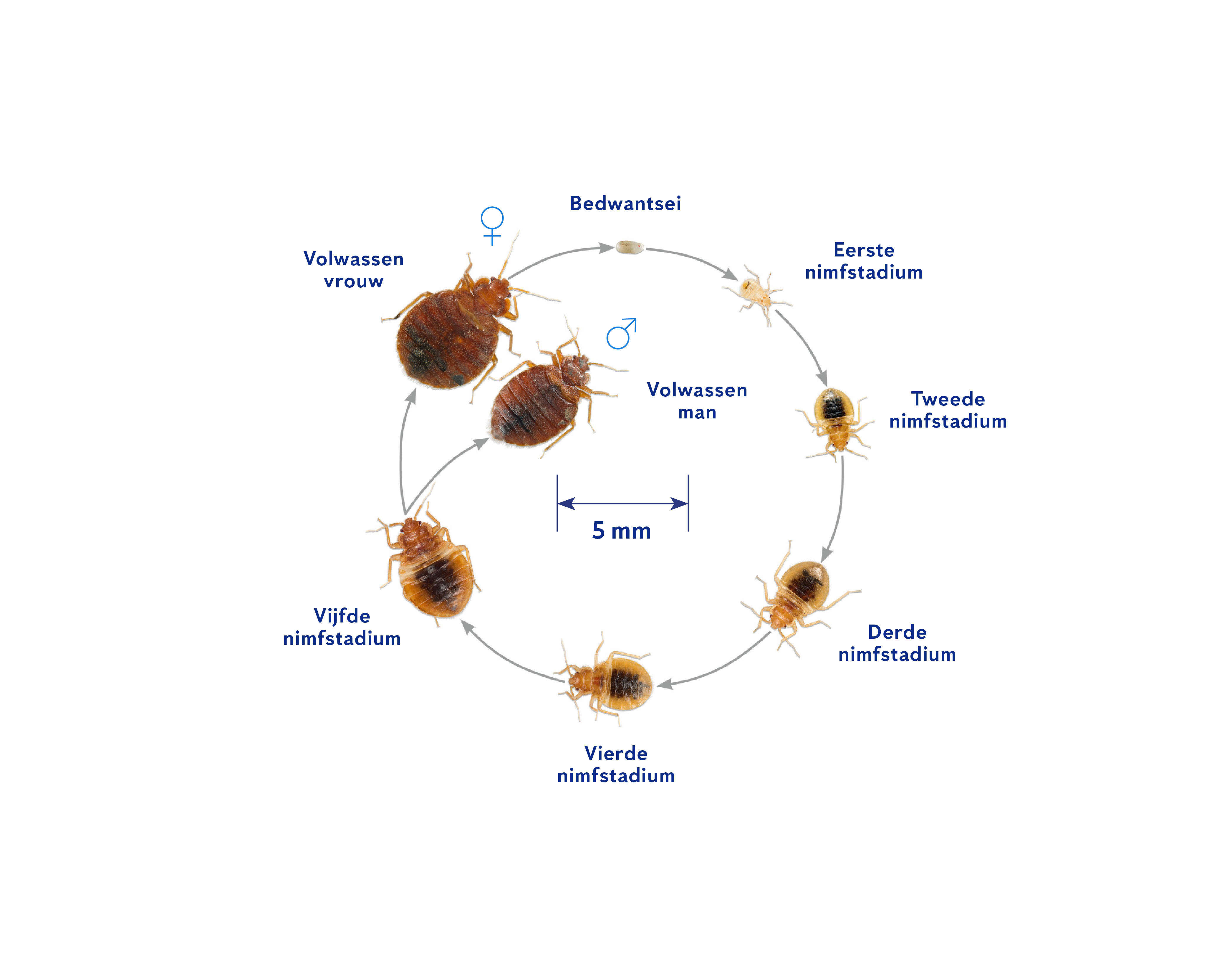 hoe zien bedwantsen eruit