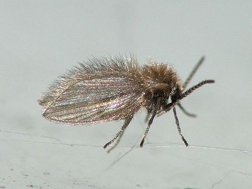 Comment reconnaître les pyschodidae