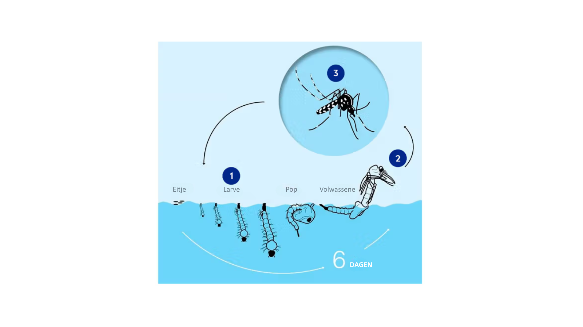 Diagram illustrating the mosquito life cycle from egg, through larval and pupal stages in water, to an adult mosquito, taking 6 days.