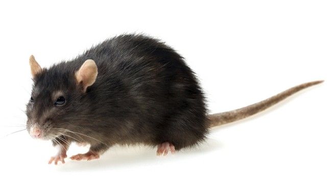 zwarte rat bestrijden