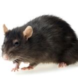 zwarte rat bestrijden