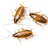 duitse kakkerlakken bestrijden