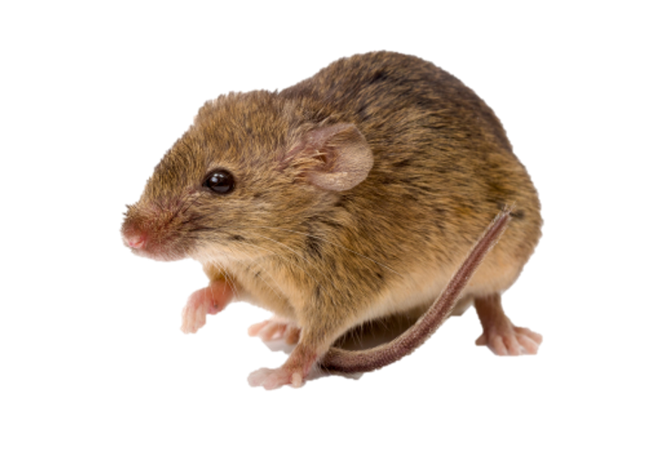 onpeilbaar verschil lippen Soorten muizen | De huismuis - Anticimex