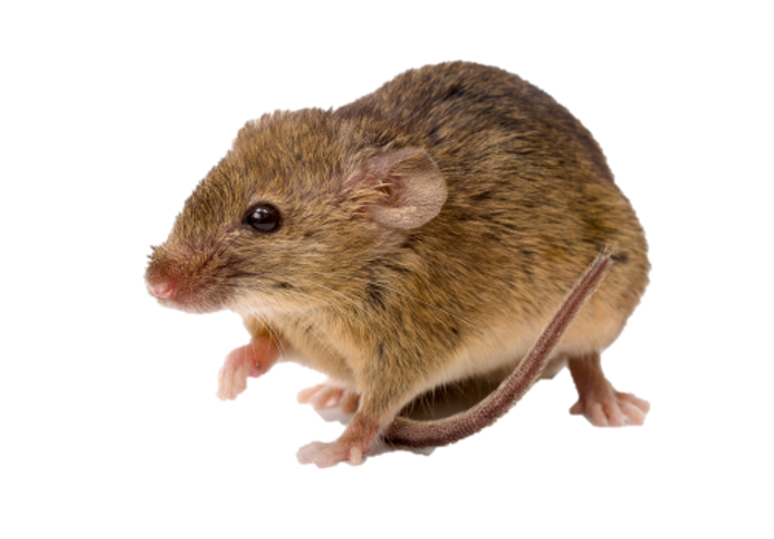 Soorten muizen | De huismuis - Anticimex