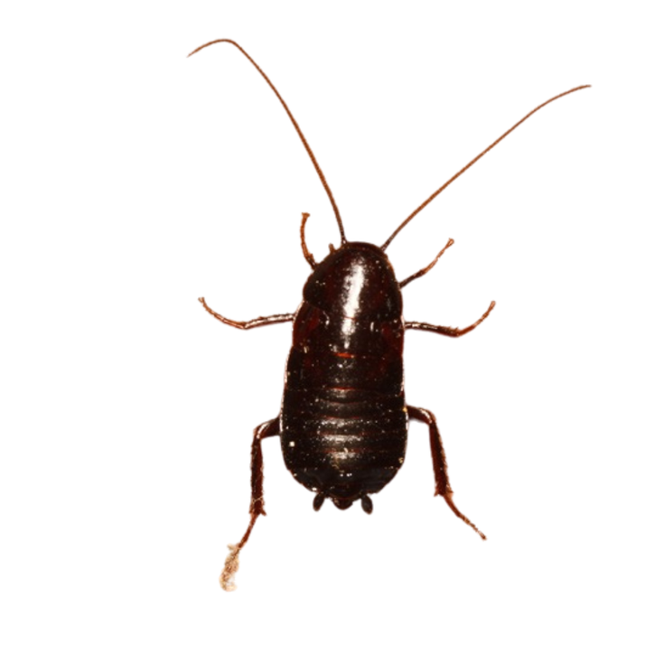 blatte orientale