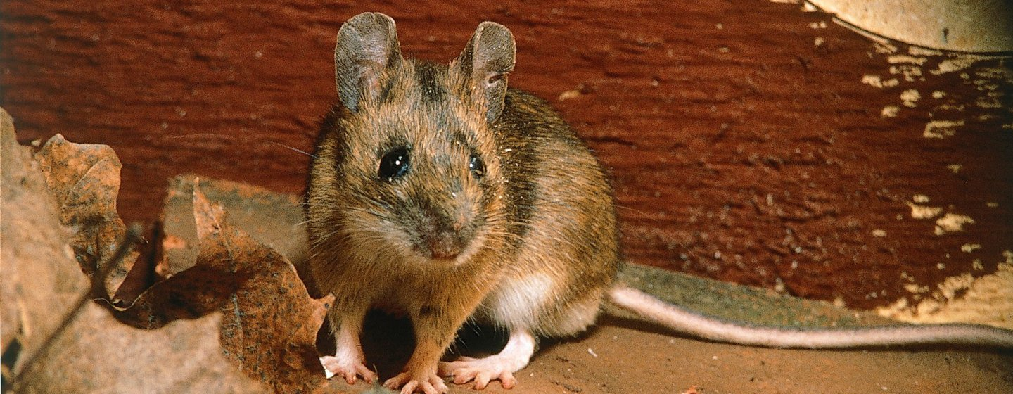 Winters ongedierte op de werkplek