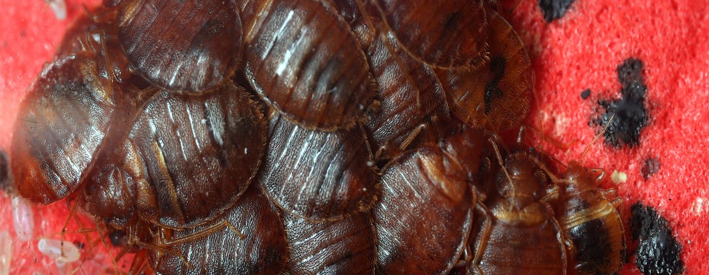 tekenen bedwantsen herkennen