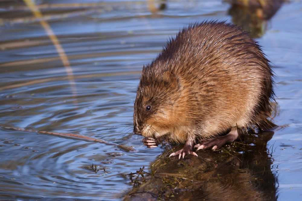 reconnaître le rat musqué