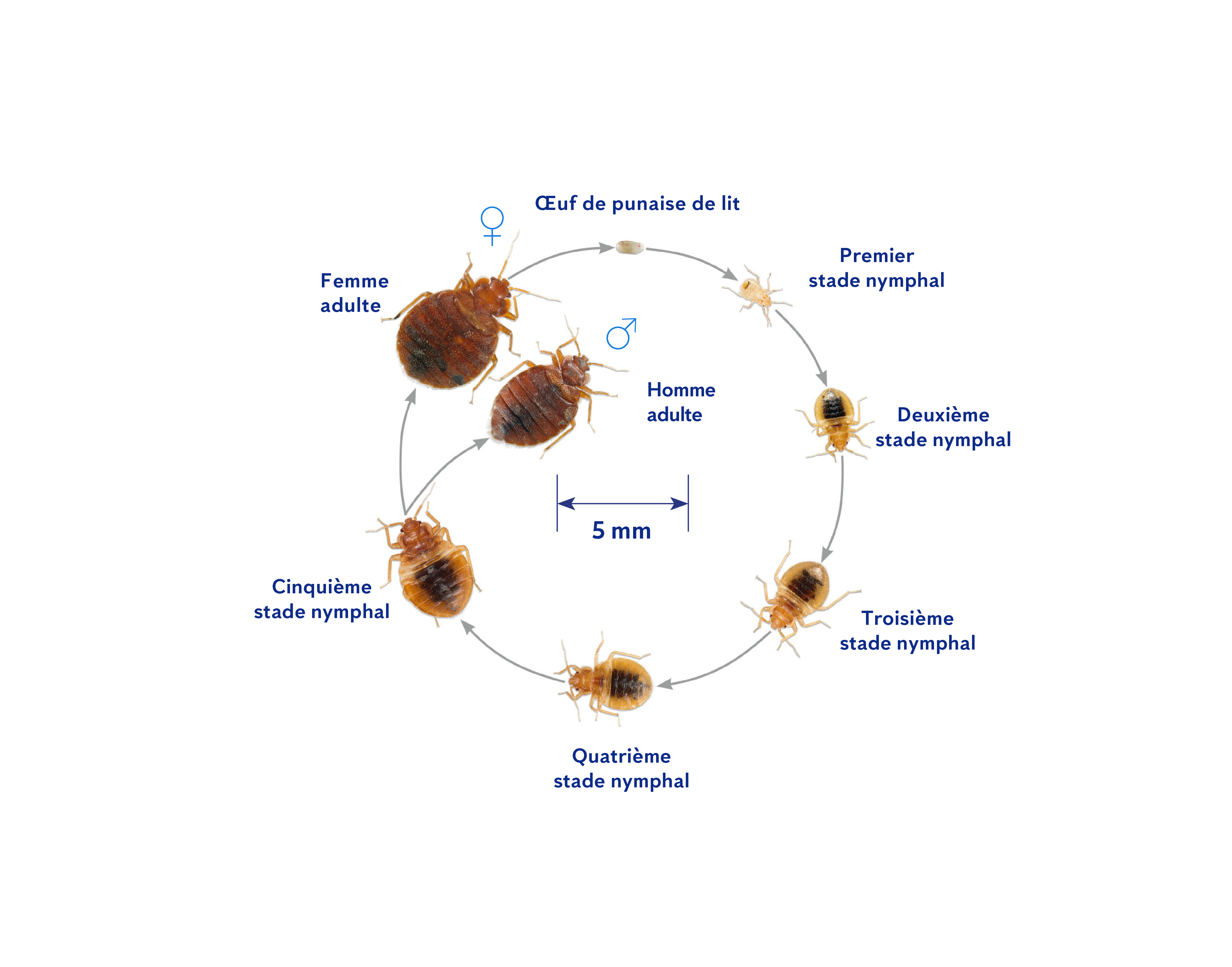 à quoi ressemblent les punaises de lit