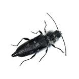 traitement contre le capricorne