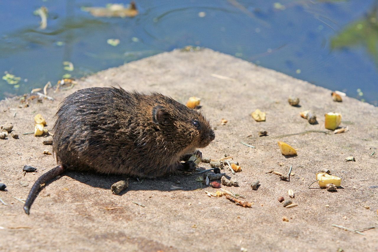 reconnaître un rat musqué