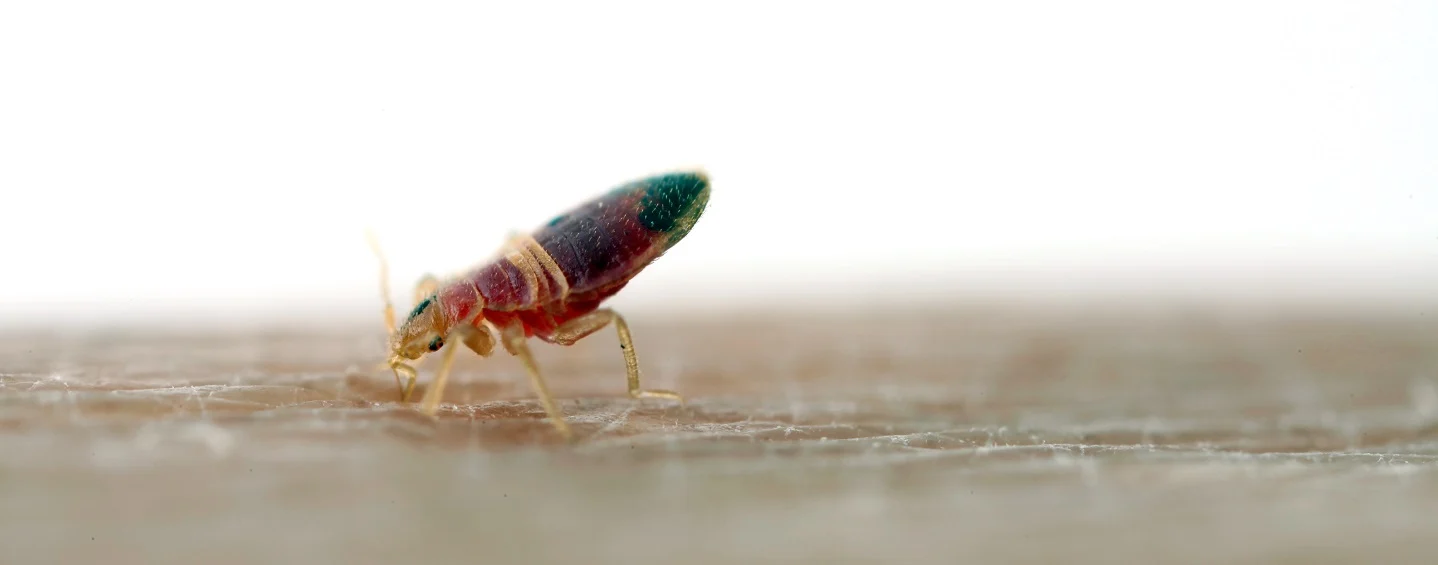 traitement contre les punaises de lit