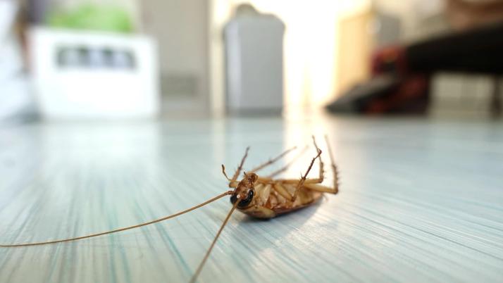 kakkerlakken doden