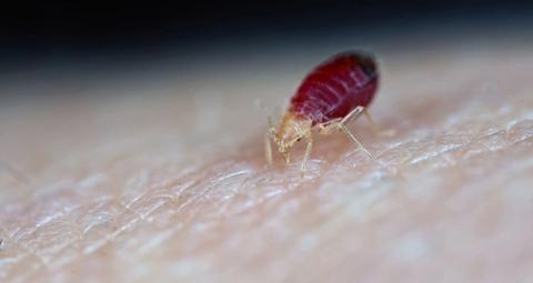 ongediertebeheersing voor uw sector