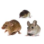 Les 3 types de souris présentes chez vous ! Décryptage