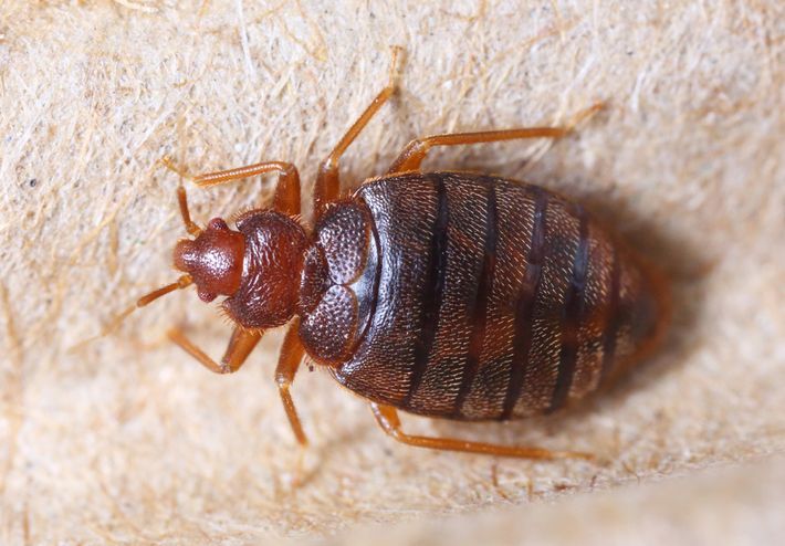 Bed Bugs Bed Bugs
