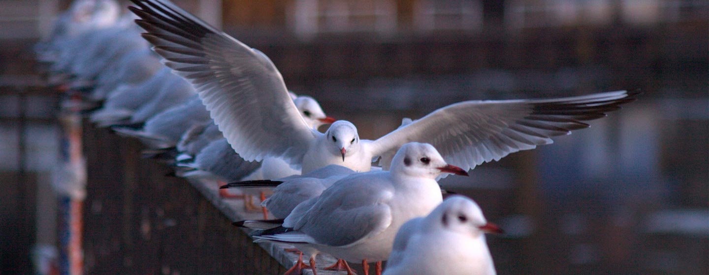 Anticimex sørger med mågenet og mågewirer, at mågerne forsvinder