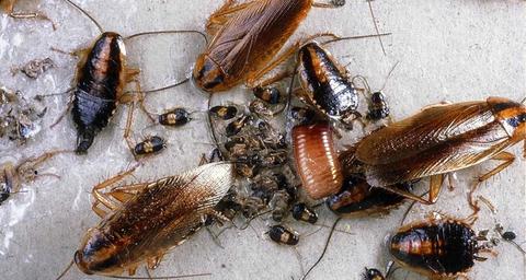 Hvordan får man kakerlakker? Anticimex kan hjælpe dig af med dem