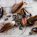 Kakerlakker er et af de insekter du kan møde i Danmark - Anticimex