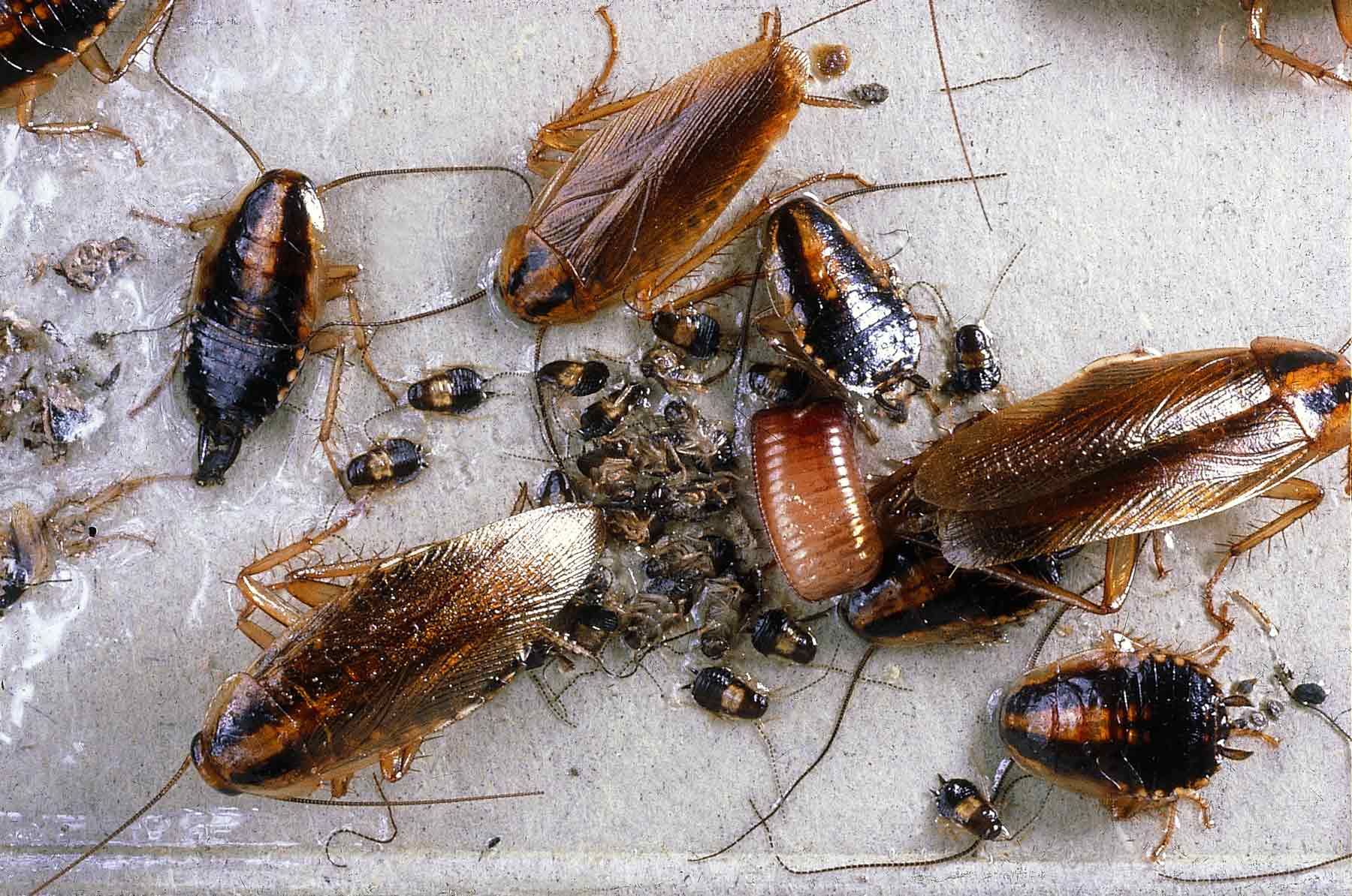 Как появляются тараканы в квартире