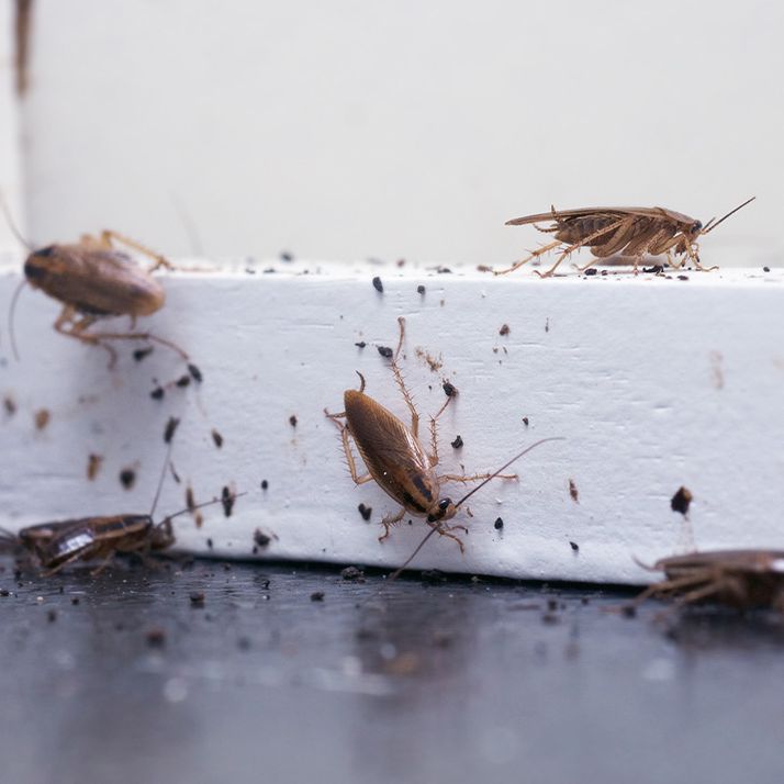 Bekæmpelse af kakerlakker i virksomheder
