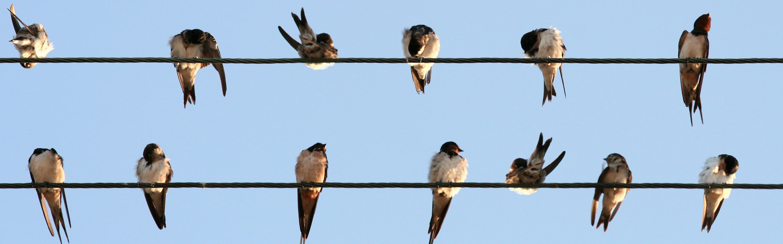 Bekæmpelse af svaler