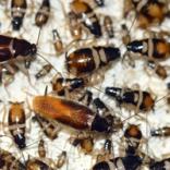 Brunstribet kakerlak