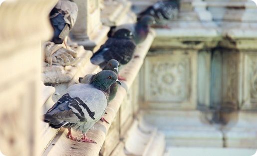 skadedyrssikring udendørs hotel