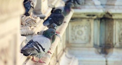 skadedyrssikring udendørs hotel