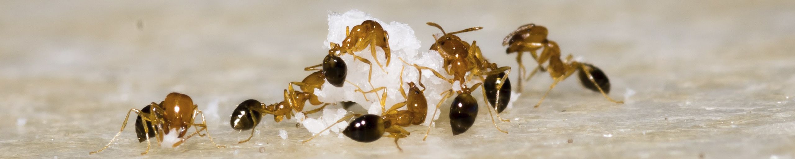 Myrebekæmpelse i hele Danmark